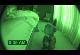 Pit Bull Alarm Clock With Snooze Feature Included
