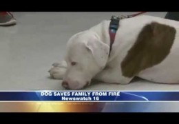 Rescued Pit Bull Saves Family From Fire