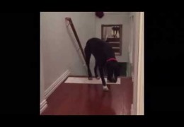 Pit Bull Overcomes His Fear Of Doorways