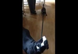 Pit Bull Puppy Attempts To Take Her Dog Sister For A Walk