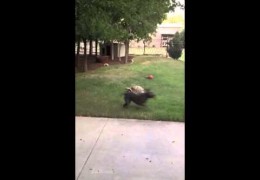 Rescued Tortoise And American Pit Bull Terrier Playing Chase