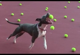 Pit Bull Has Fun Playing At Tennis Court