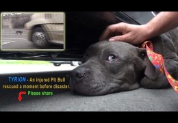 Injured Pit Bull Rescued a Moment Before Disaster