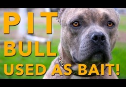 The Rescue Of A Pit Bull Bait Dog