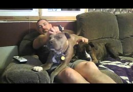 These Pit Bulls Think They Are Lap Dogs