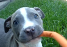 Blue Nose Pit Bull Puppy Playing With Toy