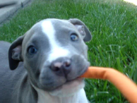 cute blue nose pitbull