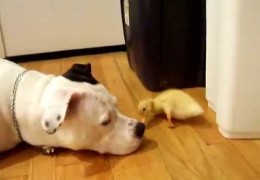 Pit Bull And Duck