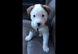 Adorable Puppy Is Confused By His Own Hiccups