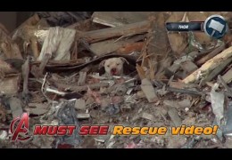 Scared Homeless Pit Bull Hiding In a Recycling Plant Rescued