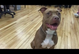 Five True Things You Know If You Own A Pit Bull