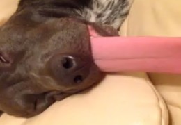 Owner Pulling Sleeping Pit Bull’s Tongue