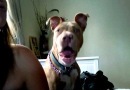 American Staffordshire Howls For The First Time