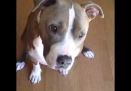 Pit Bull Is Not Fooled By Broccoli