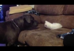 95 Pound Blue Brindle Pit Bull Playing With 10 Week Old Kitten