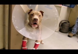 Pit Bull Puppy Takes His First Steps After Life Changing Surgery