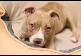 Paralyzed Pit Bull Puppy Cured By Acupuncture