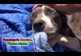 Rescued Sick Injured Pit Bull Now Well Needs A Home