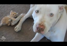 These Pit Bulls Love Their Kittens