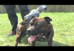 This Staffordshire Bull Terrier’s Best Friend Loves To Hitch Rides