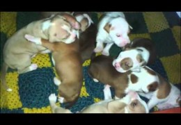 Cute Little Pit Bull Puppies