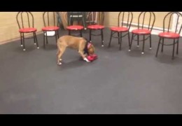 Formerly Neglected Pit Bull Goes Crazy Over Her New Toys