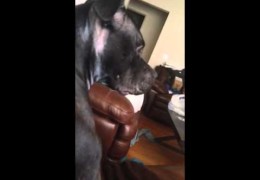 Pit Bull Gets Emotional While Watching ASPCA Ad