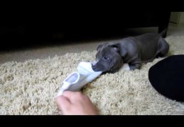Cute Blue Nose Pit Bull Puppies Playing With Socks