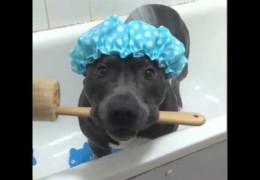 This Pit Bull loves A Bath
