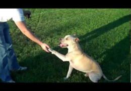This Pit Bull Can Do 13 Commands In 1 Minute