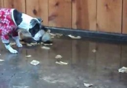 This Pit Bull Puppy Is Perplexed By Rain Puddle