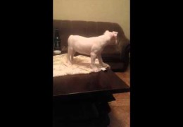 Watch Funny Pit Bull Puppy Epic Fall
