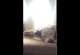 Bella The Pit Bull Doesn’t Want To Wake Up