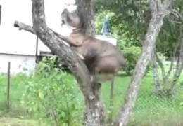 This Pit Bull Climbed A Tree Because He Wanted His Ball Back