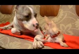 Pit Bull And Chihuahua Hermososss