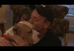 A Rescued Blind Pit Bull And An Old Friend Are Tearfully Reunited