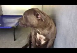 This Pit Bull Rescued From Dog Fighting Is shown Love For The Very First Time