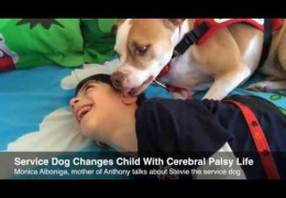 Court Sides With Service Dog Against School In Florida