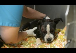 Saving Jax A Victim Of Illegal Dog Fighting