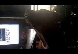 Pit Bull Can’t Howl