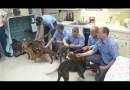 Firefighters Reunited With Pit Bulls They Saved From A House Fire