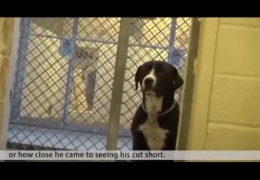 Shy Shelter Pit Bull Puppy Flips Out After Realizing He’s Been Adopted