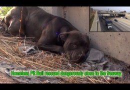 Scared And Homeless Pit Bull Rescued Dangerously Close To A Freeway