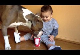 Baby Gives Pit Bull A Puppuccino