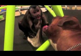 A Pit Bull And Capuchin Monkey Are Playing