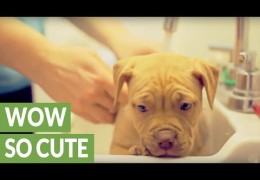 Pit Bull Puppy Gets Her First Bath At Her New Home