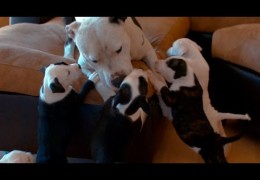 Pit Bull Dad Loves Spending Time With His 9 Cute Pit Bull Puppies
