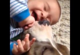 Pit Bull Showers Baby With Kisses