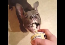 This Pit Bull Puppy Loves Squirty Cream
