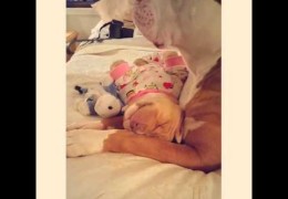 Precious Pit Bull Puppy Cuddles In Foster Dad’s Arms